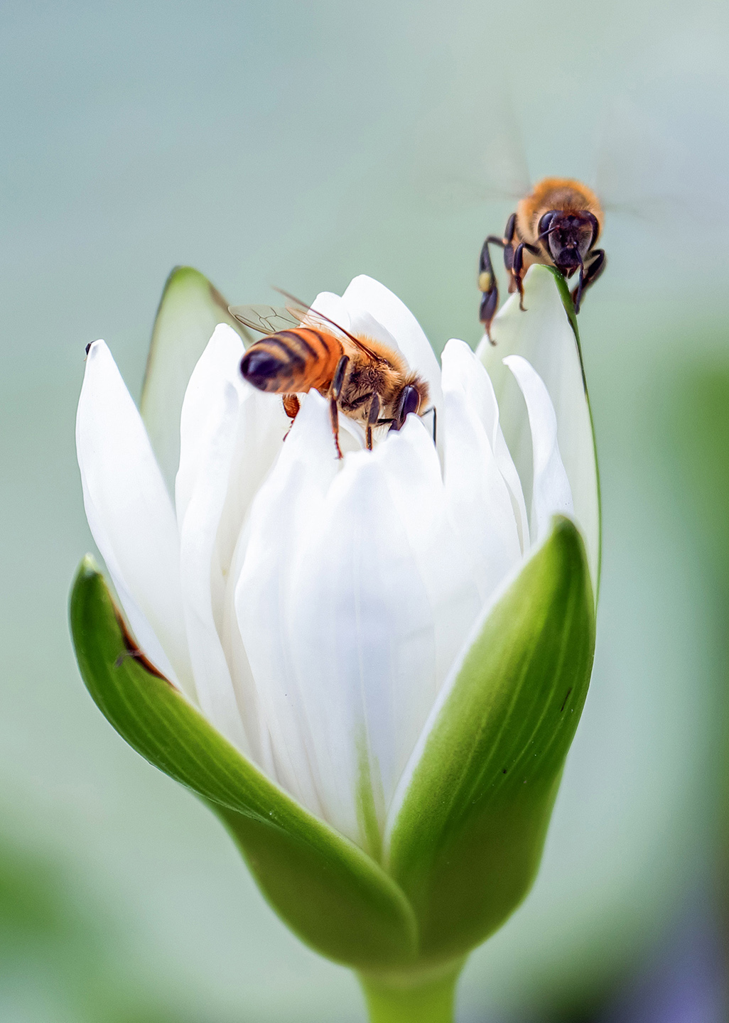 2016荷塘三韵（虫鸟篇）