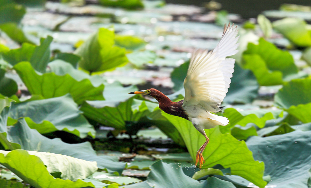 2016荷塘三韵（虫鸟篇）