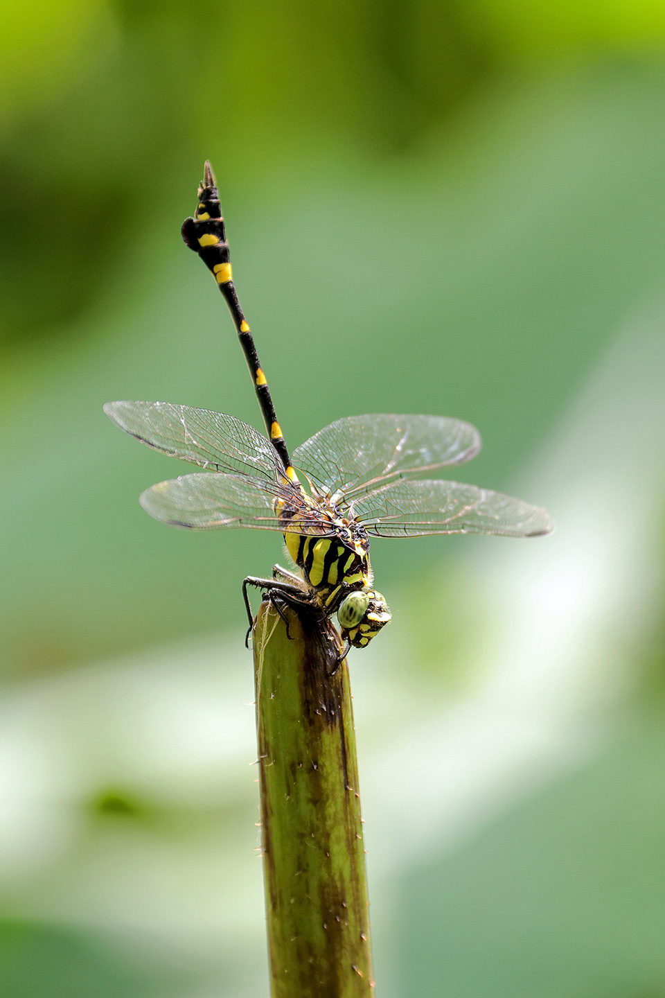 2016荷塘三韵（虫鸟篇）