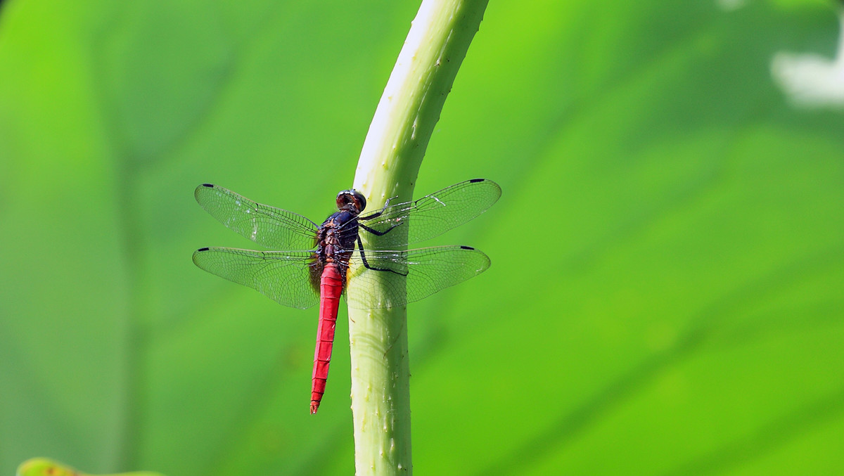 2016荷塘三韵（虫鸟篇）