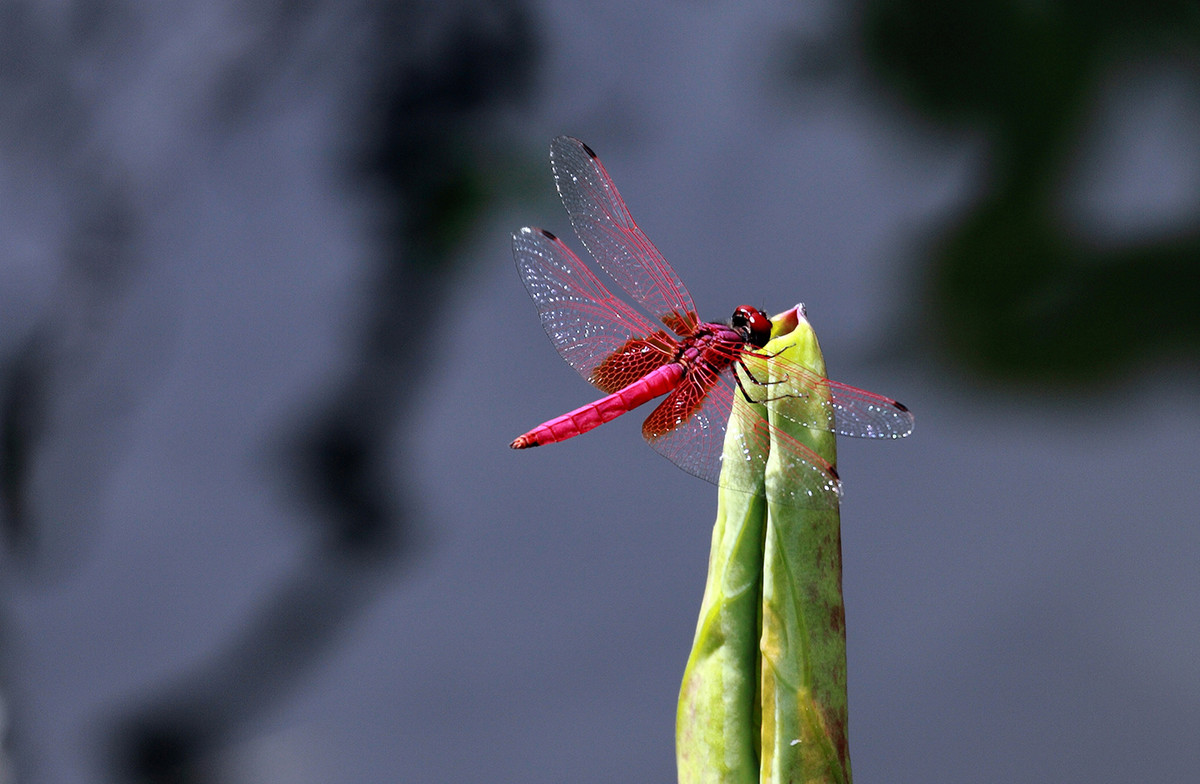 2016荷塘三韵（虫鸟篇）