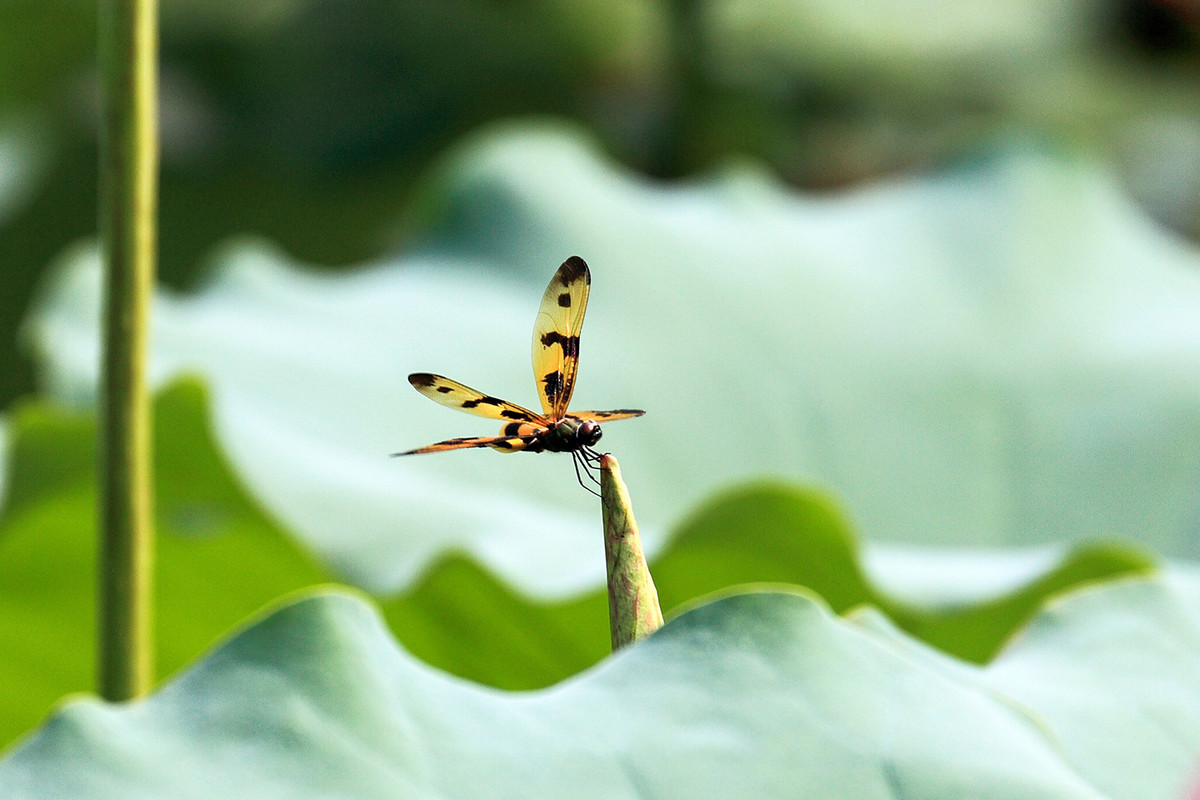 2016荷塘三韵（虫鸟篇）