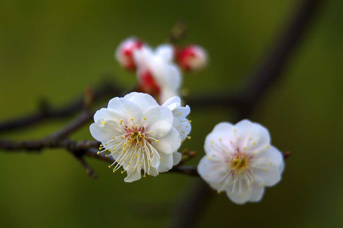 中山公园梅花盛开