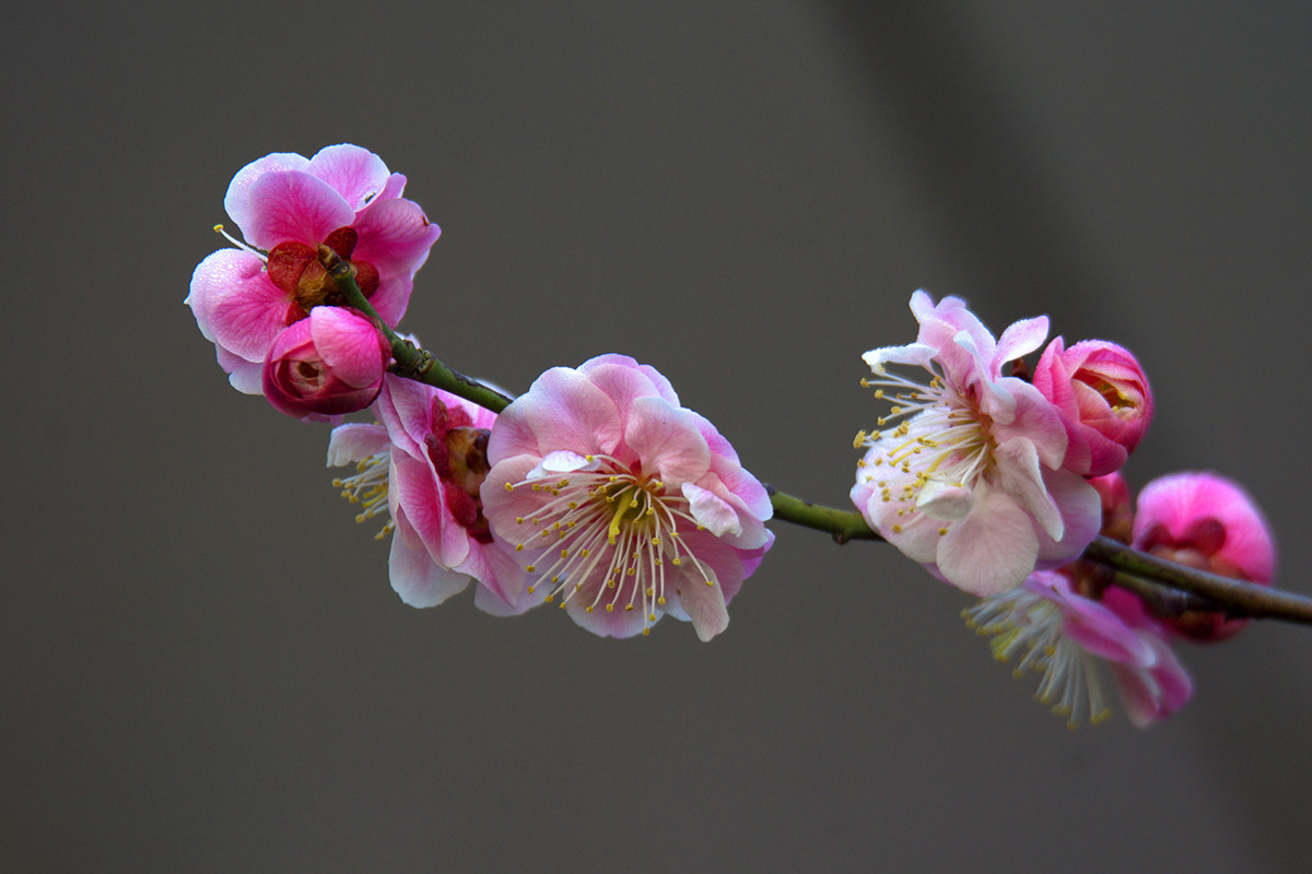 中山公园梅花盛开