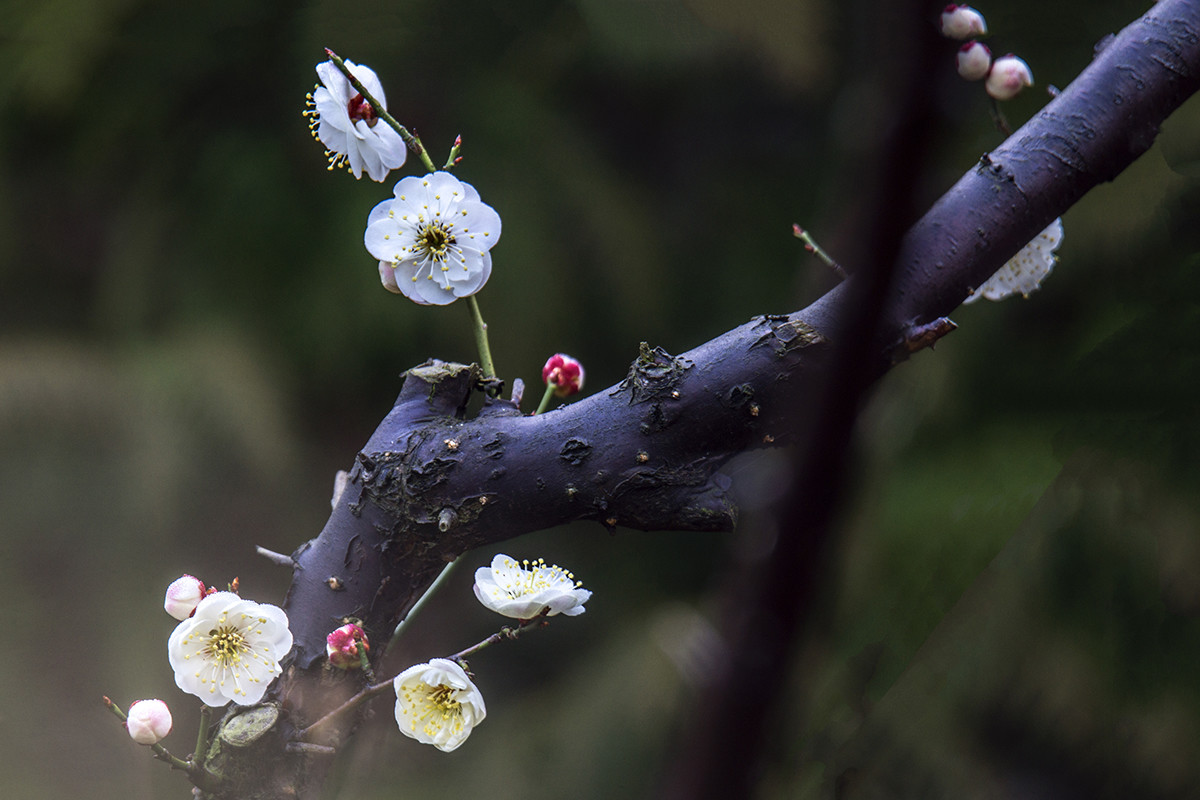 中山公园梅花盛开