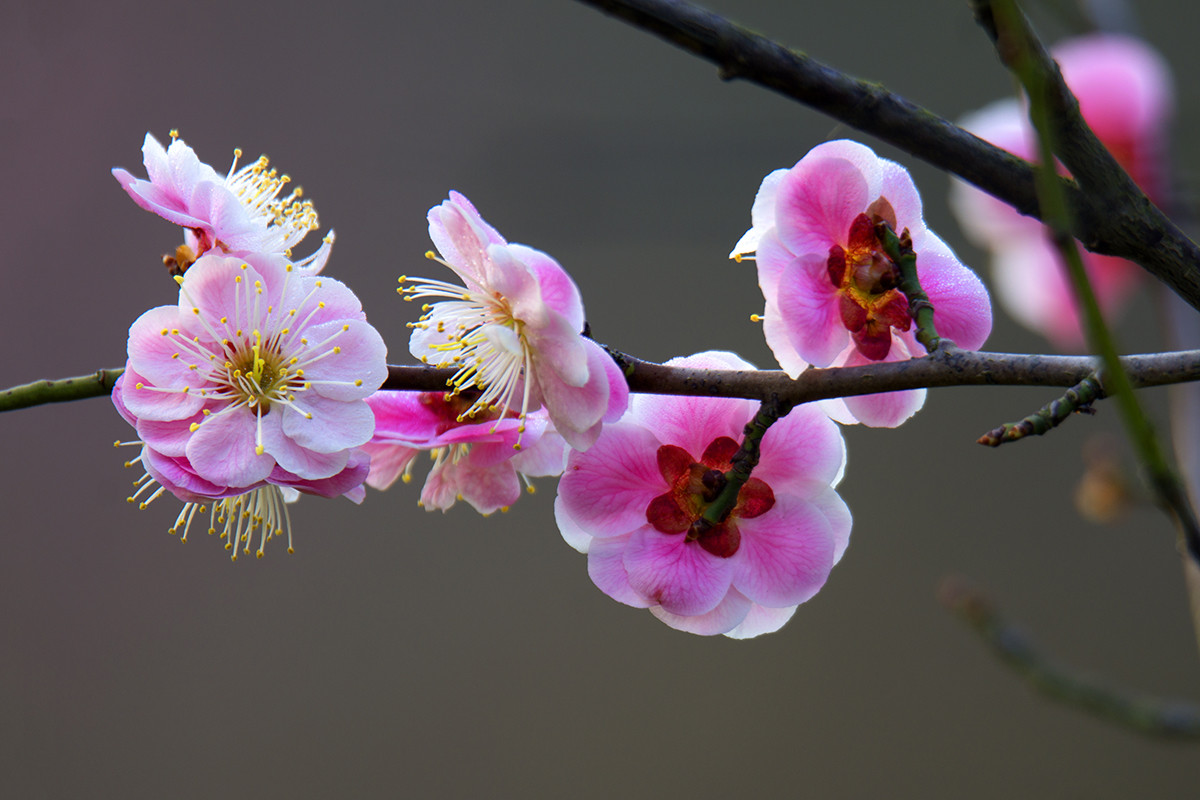 中山公园梅花盛开
