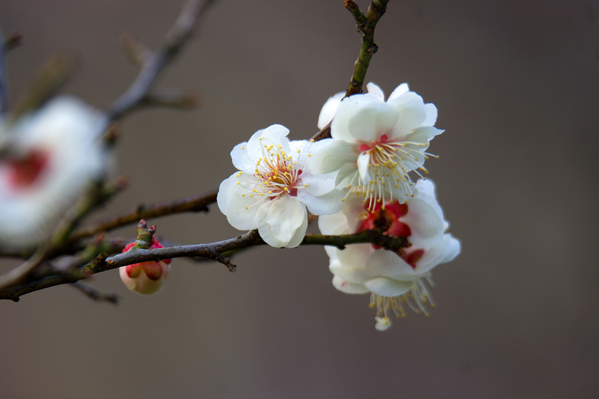 中山公园梅花盛开