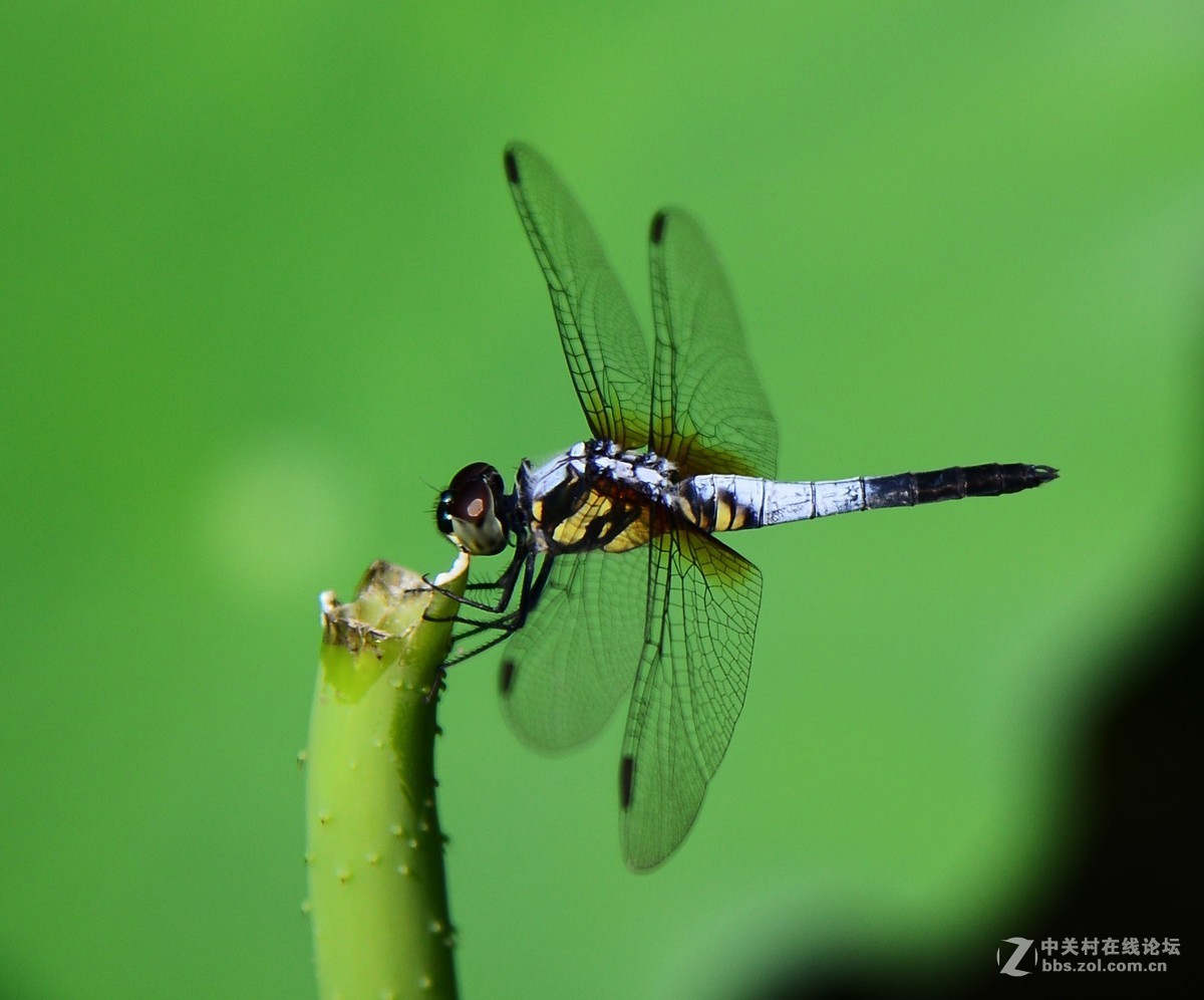 试拍蜻蜓
