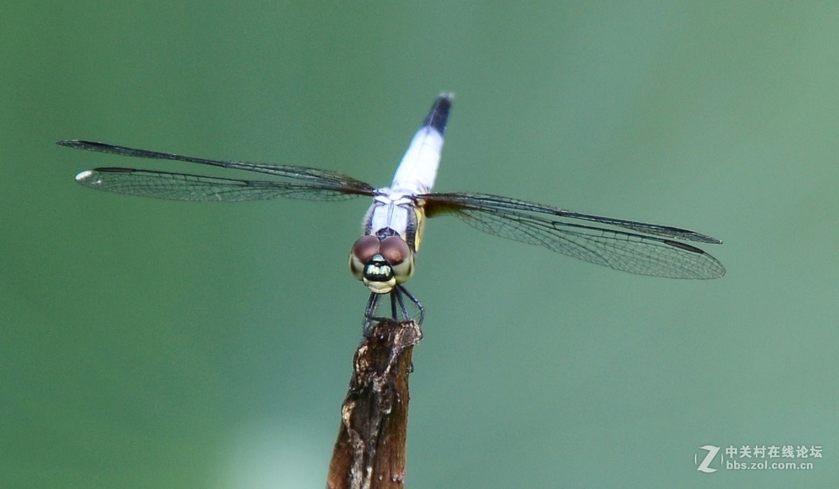 试拍蜻蜓
