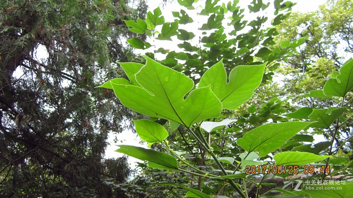 邹城五宝庵山试机