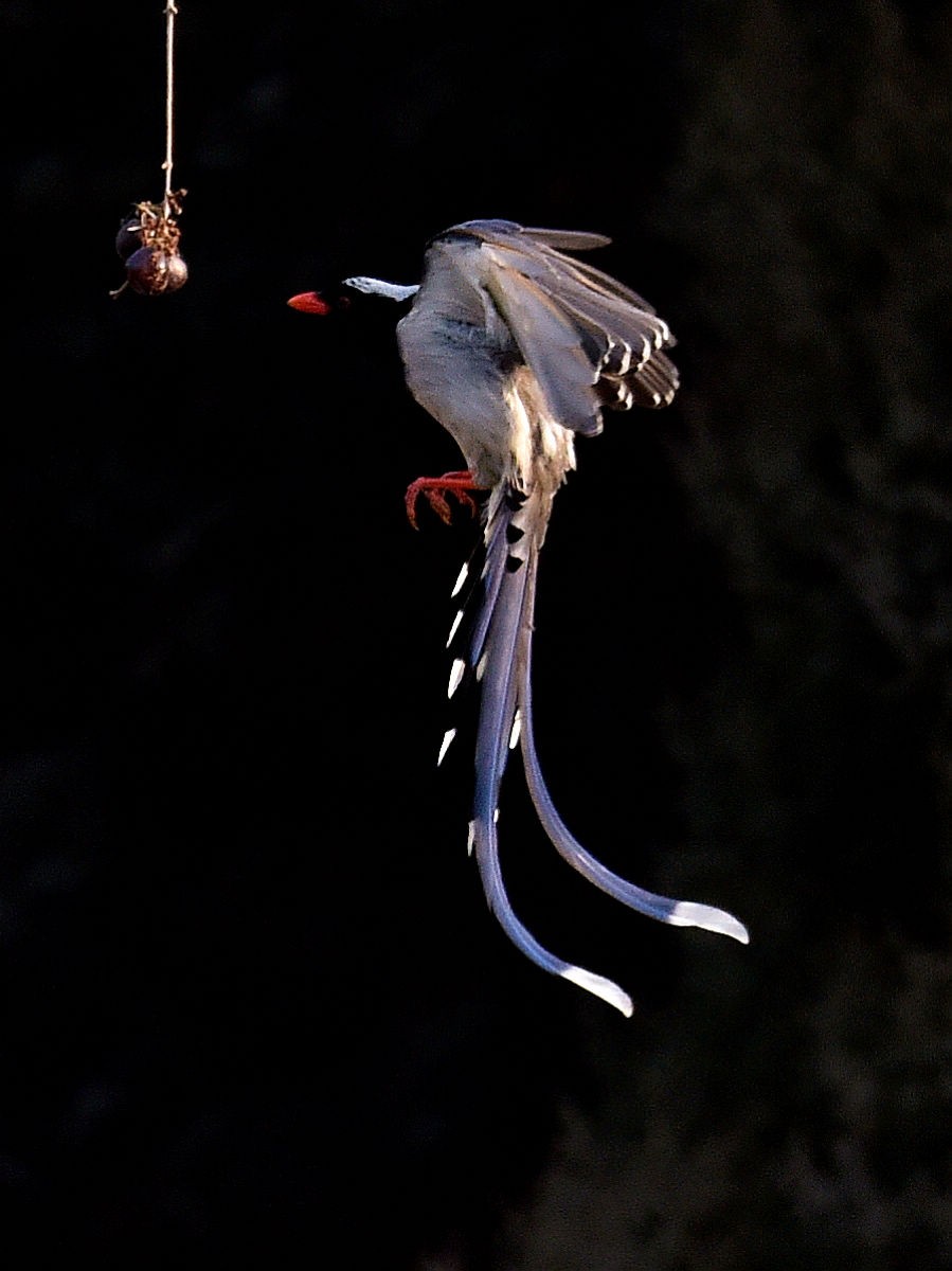 奥森抓拍——红嘴蓝鹊