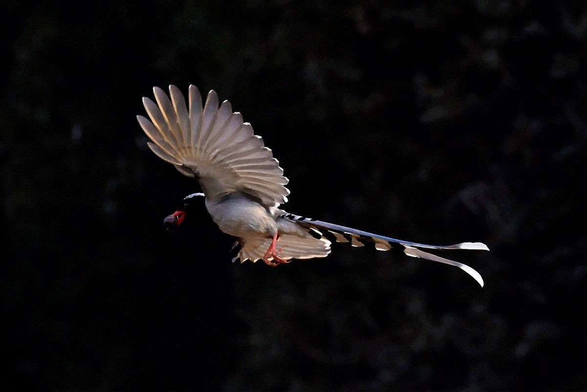 奥森抓拍——红嘴蓝鹊