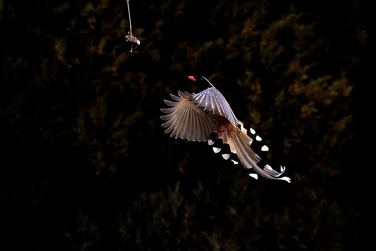 奥森抓拍——红嘴蓝鹊