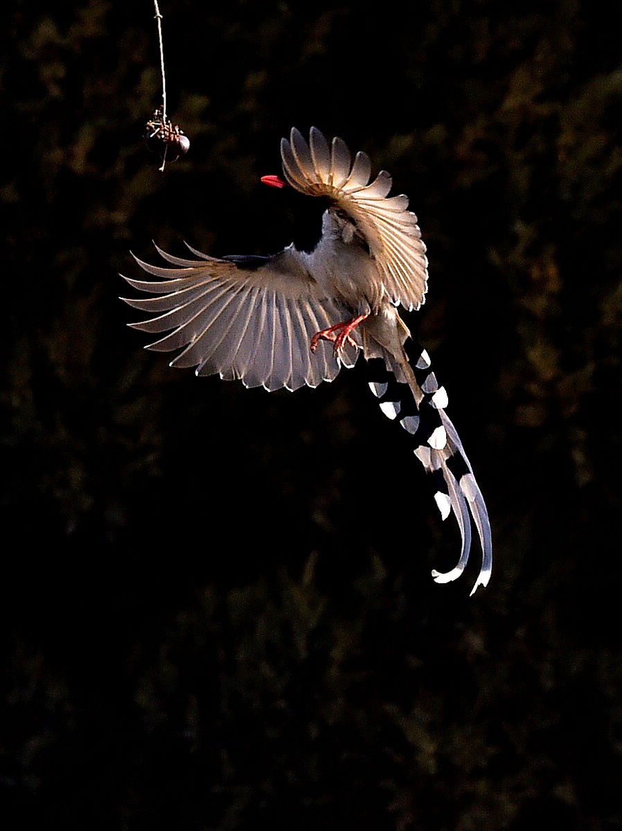 奥森抓拍——红嘴蓝鹊