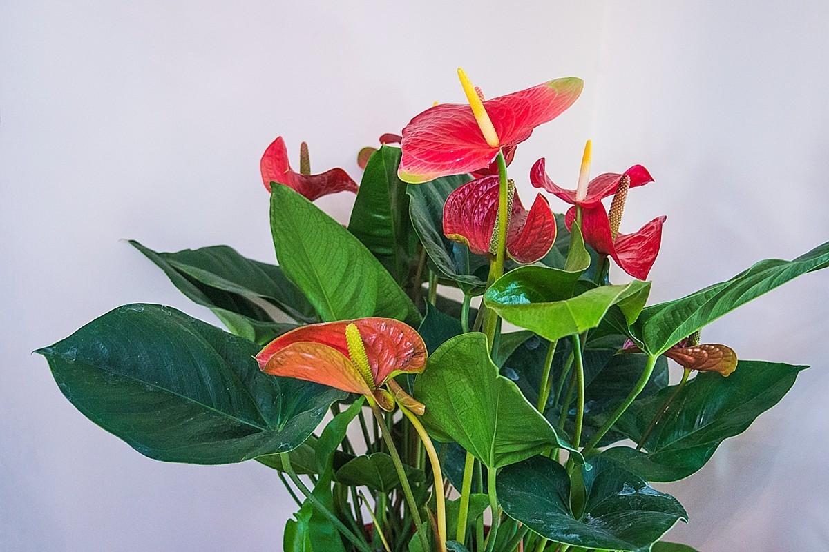 红掌为新年喝彩