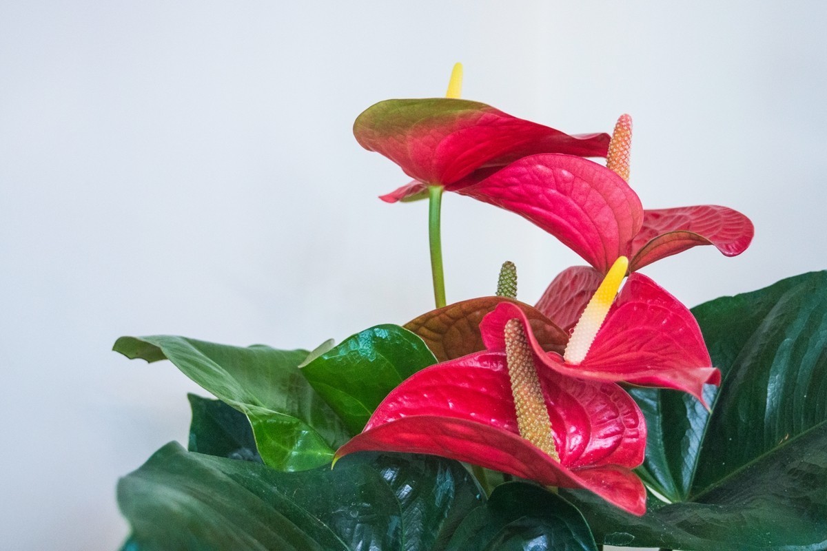 红掌为新年喝彩