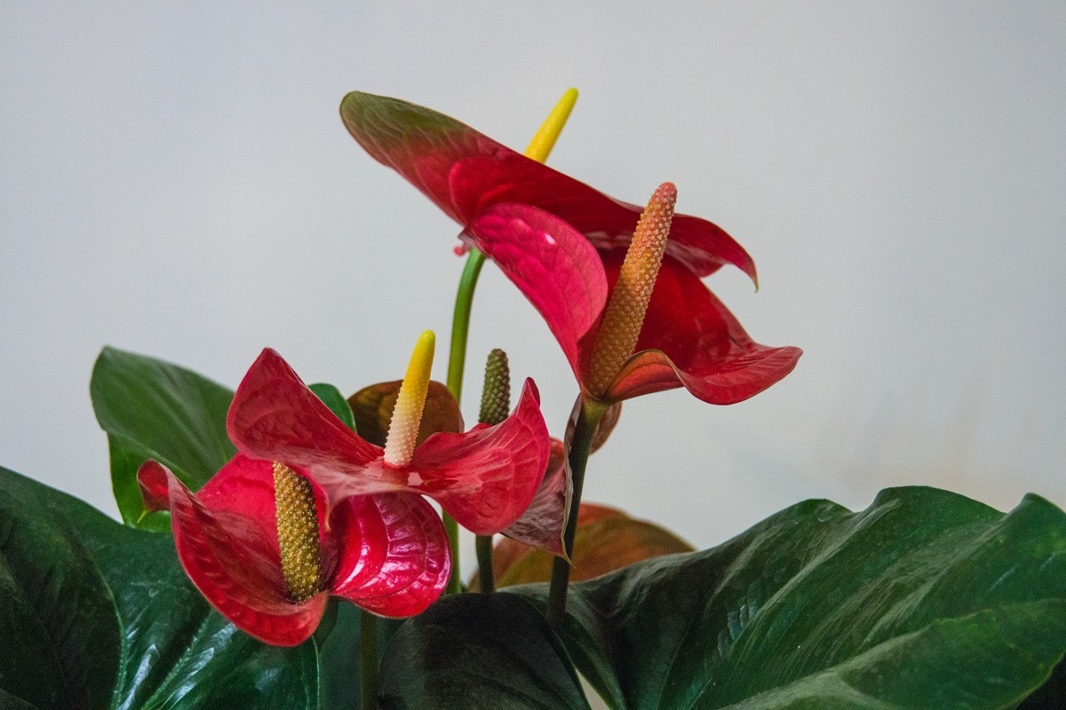 红掌为新年喝彩