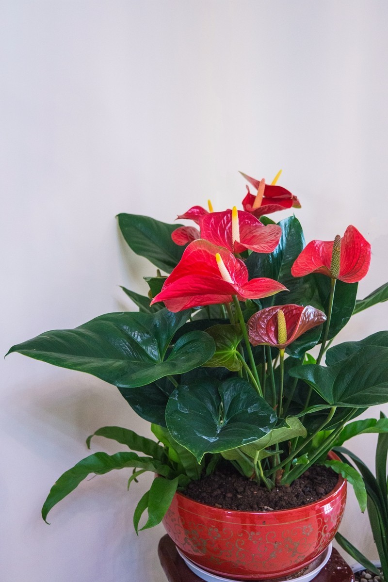 红掌为新年喝彩