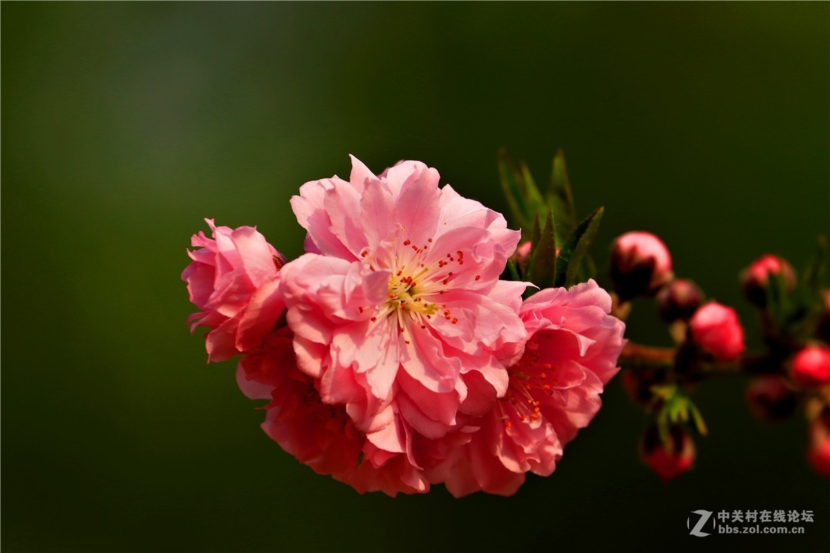 植物园的碧桃花7.-中关村在线摄影论坛
