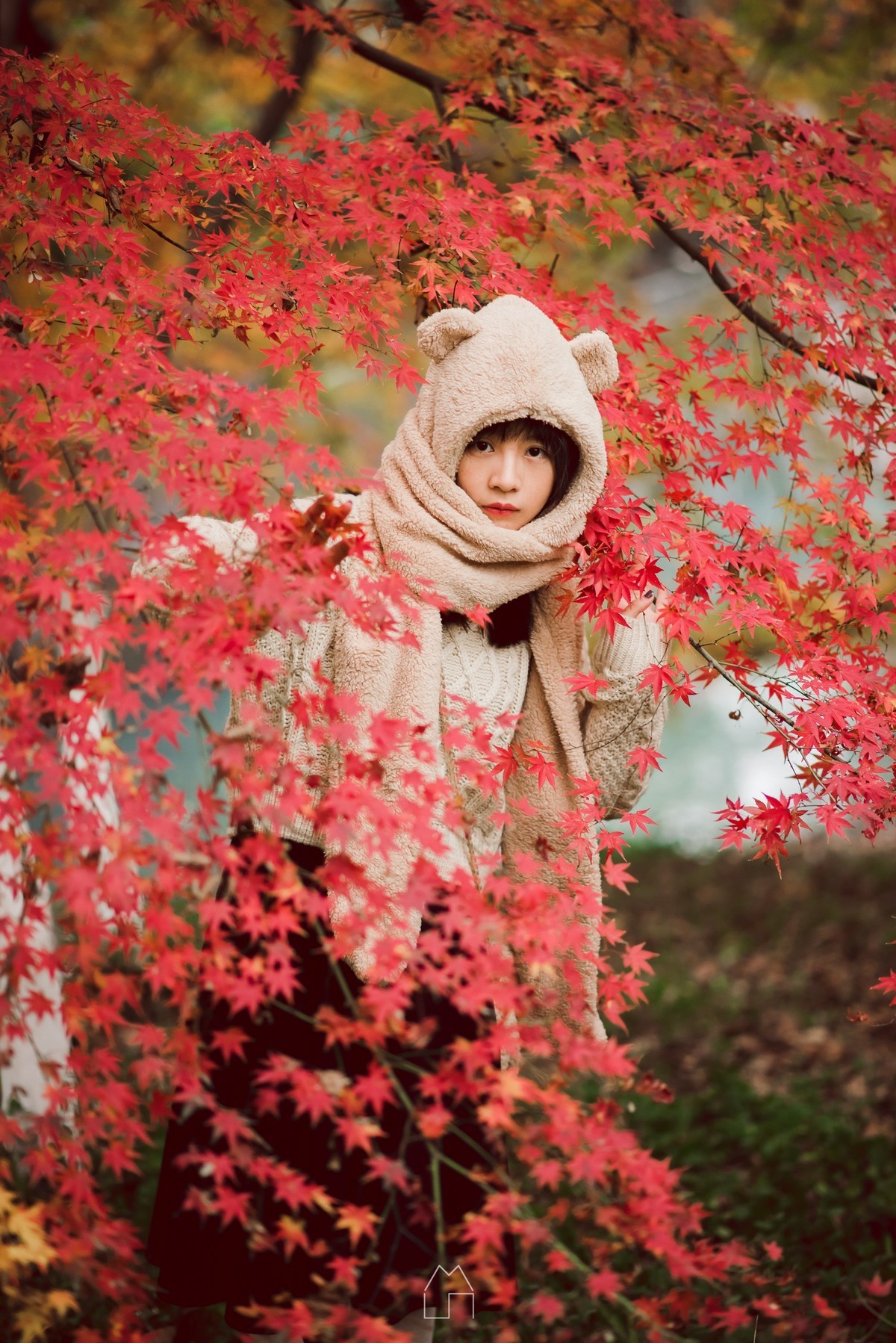 「熊出没」红叶枫了