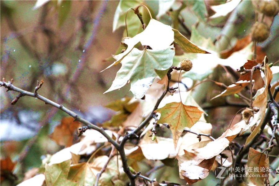 2019.1.9.洛阳印象