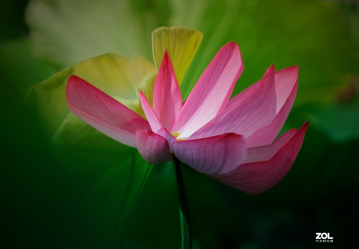 富士 XF 50-140mm f/2.8 R LM OIS WR   实拍荷花试镜