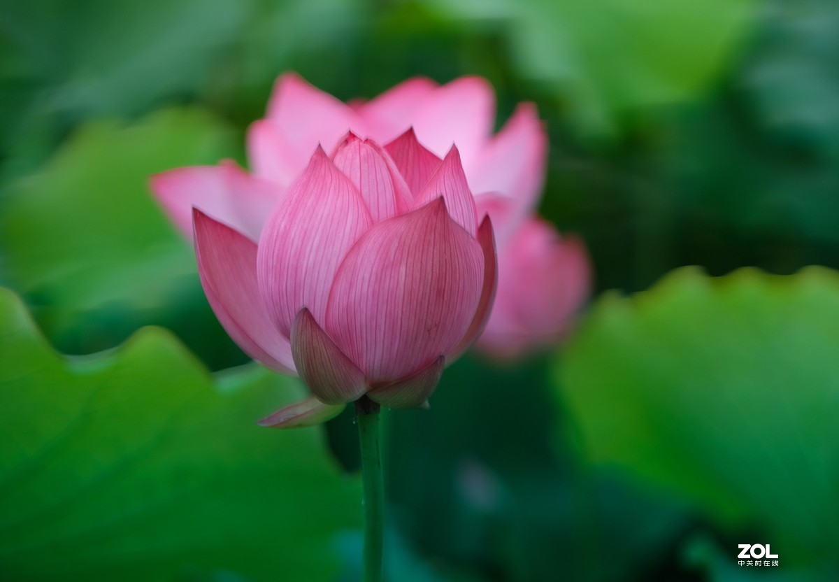 富士 XF 50-140mm f/2.8 R LM OIS WR   实拍荷花试镜