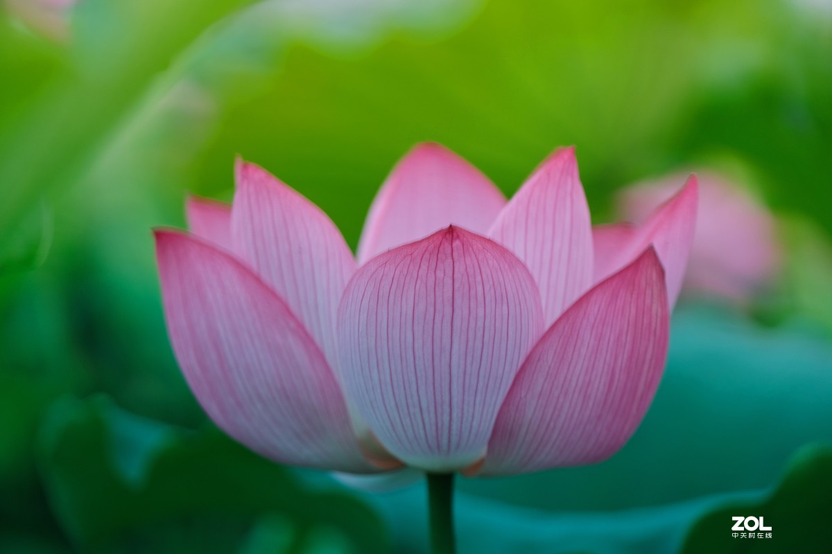 富士 XF 50-140mm f/2.8 R LM OIS WR   实拍荷花试镜