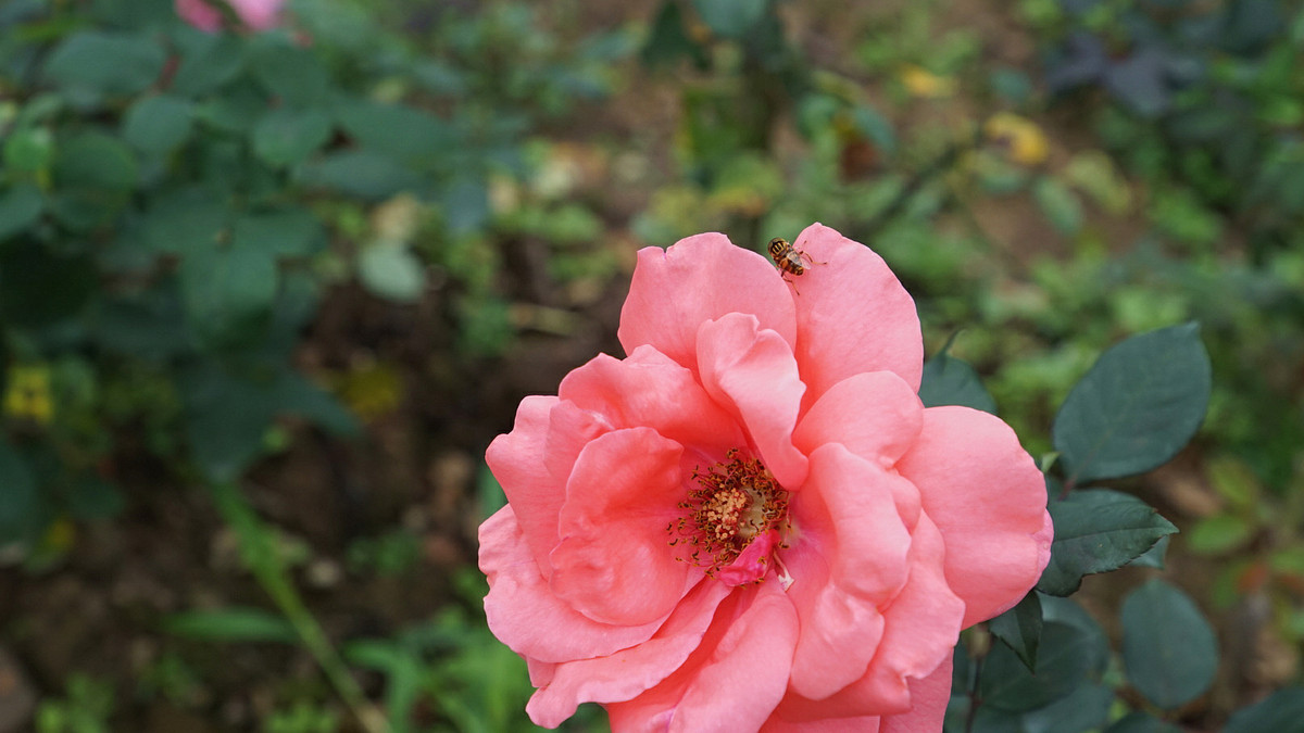 A7+EF24-105STM扫街