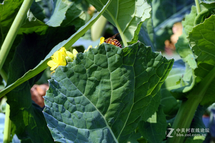 《春暖花开蜜蜂忙》