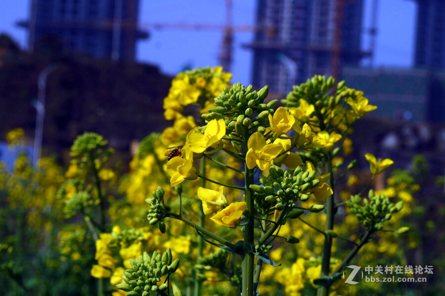 《春暖花开蜜蜂忙》