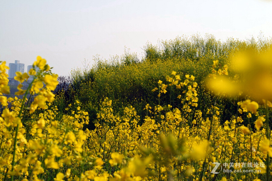 《春暖花开蜜蜂忙》