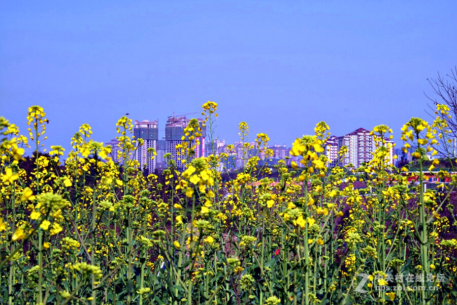 《春暖花开蜜蜂忙》