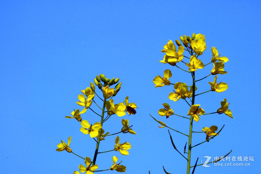 《春暖花开蜜蜂忙》