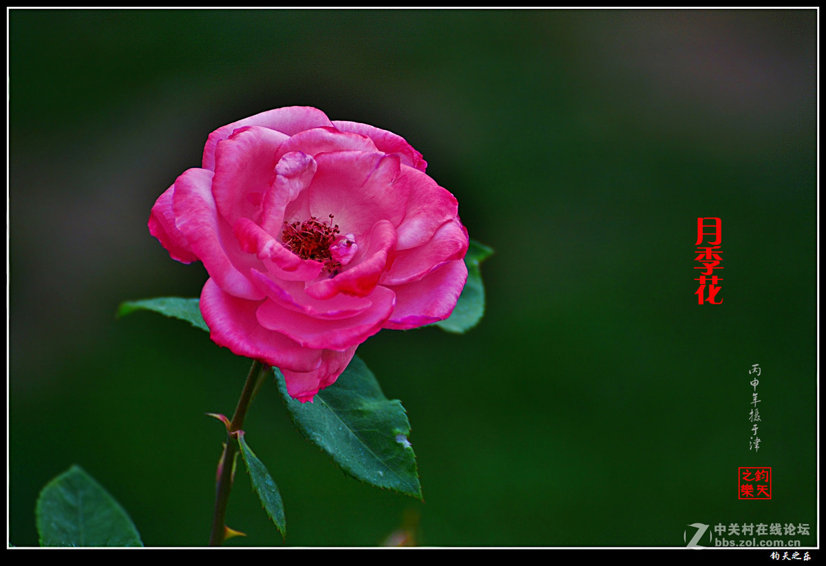 【月季花】2016-7