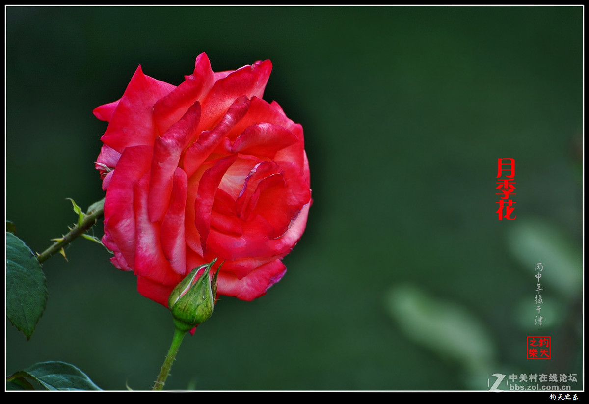 【月季花】2016-7