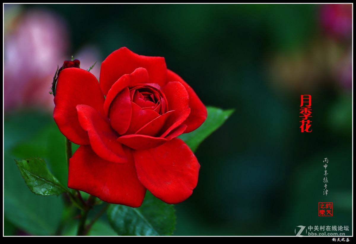 【月季花】2016-7