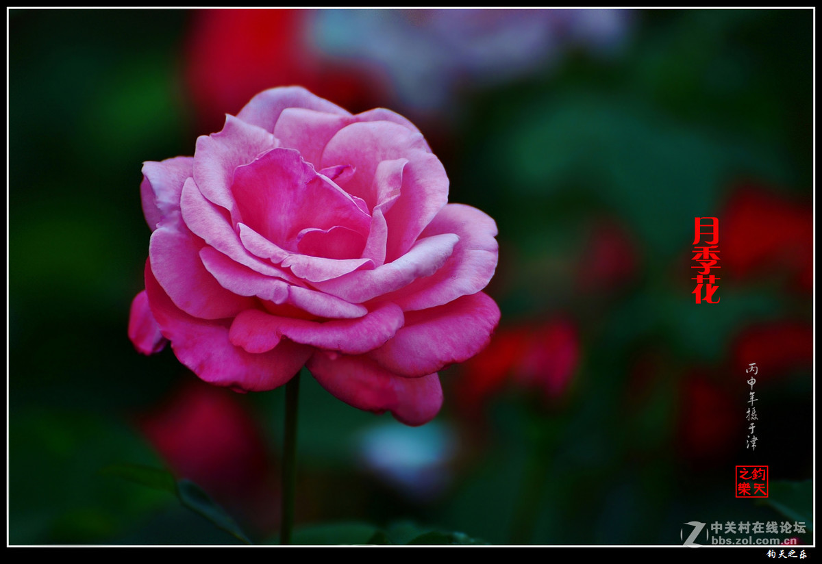 【月季花】2016-7