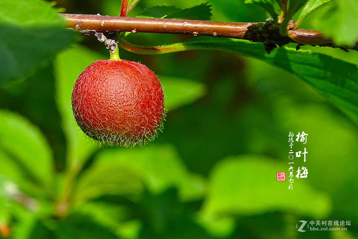 【  七月的 “榆叶梅” 】