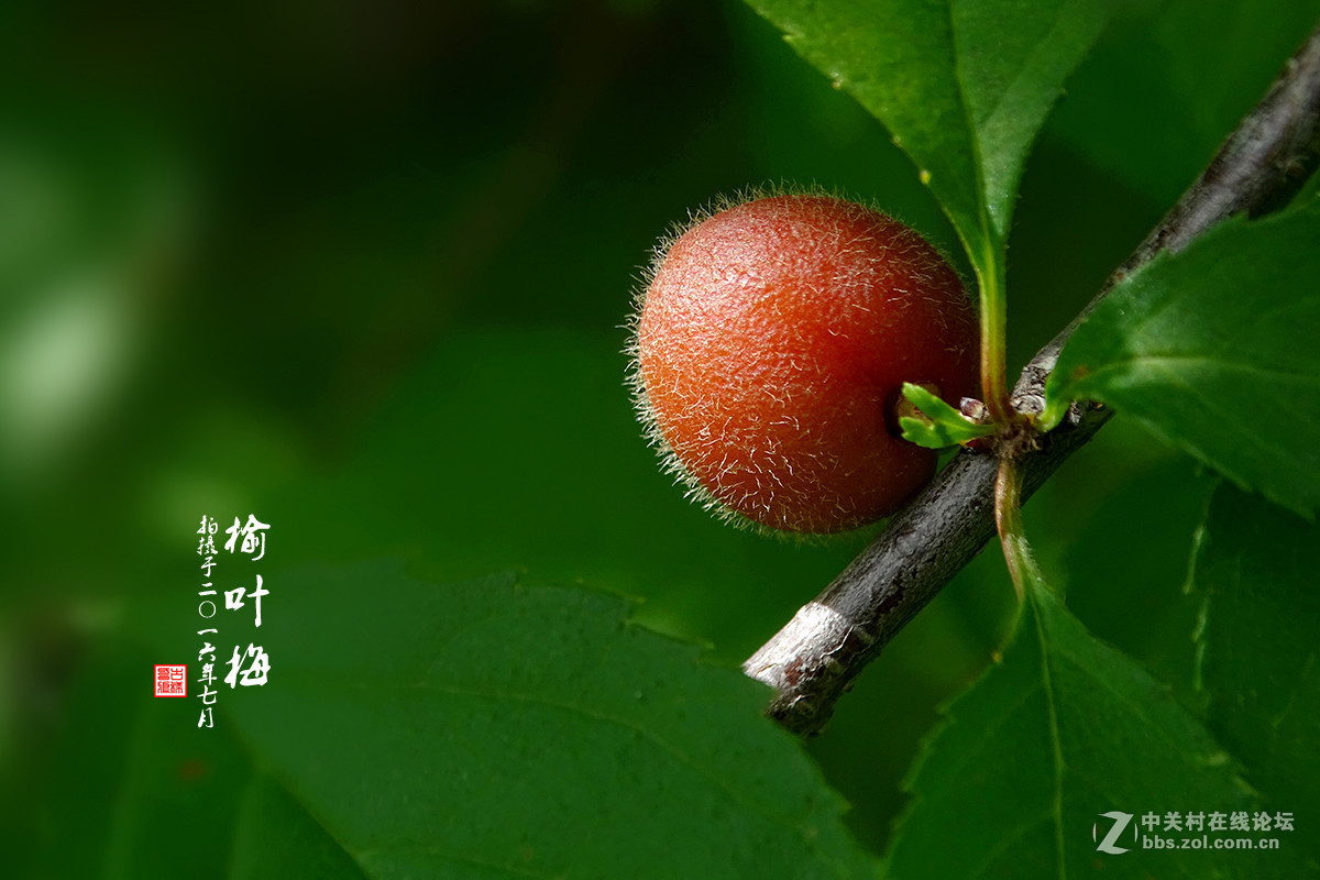 【  七月的 “榆叶梅” 】