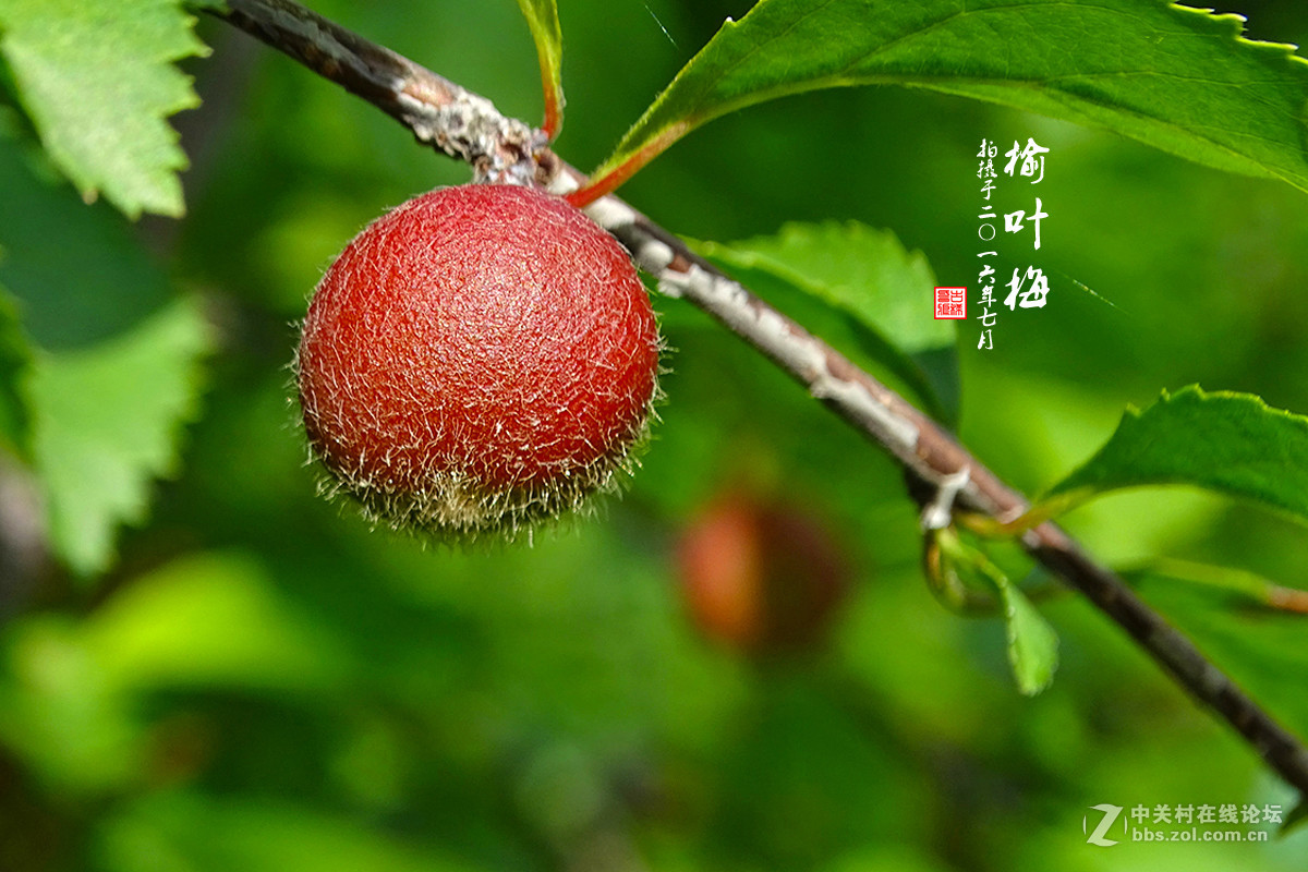 【  七月的 “榆叶梅” 】