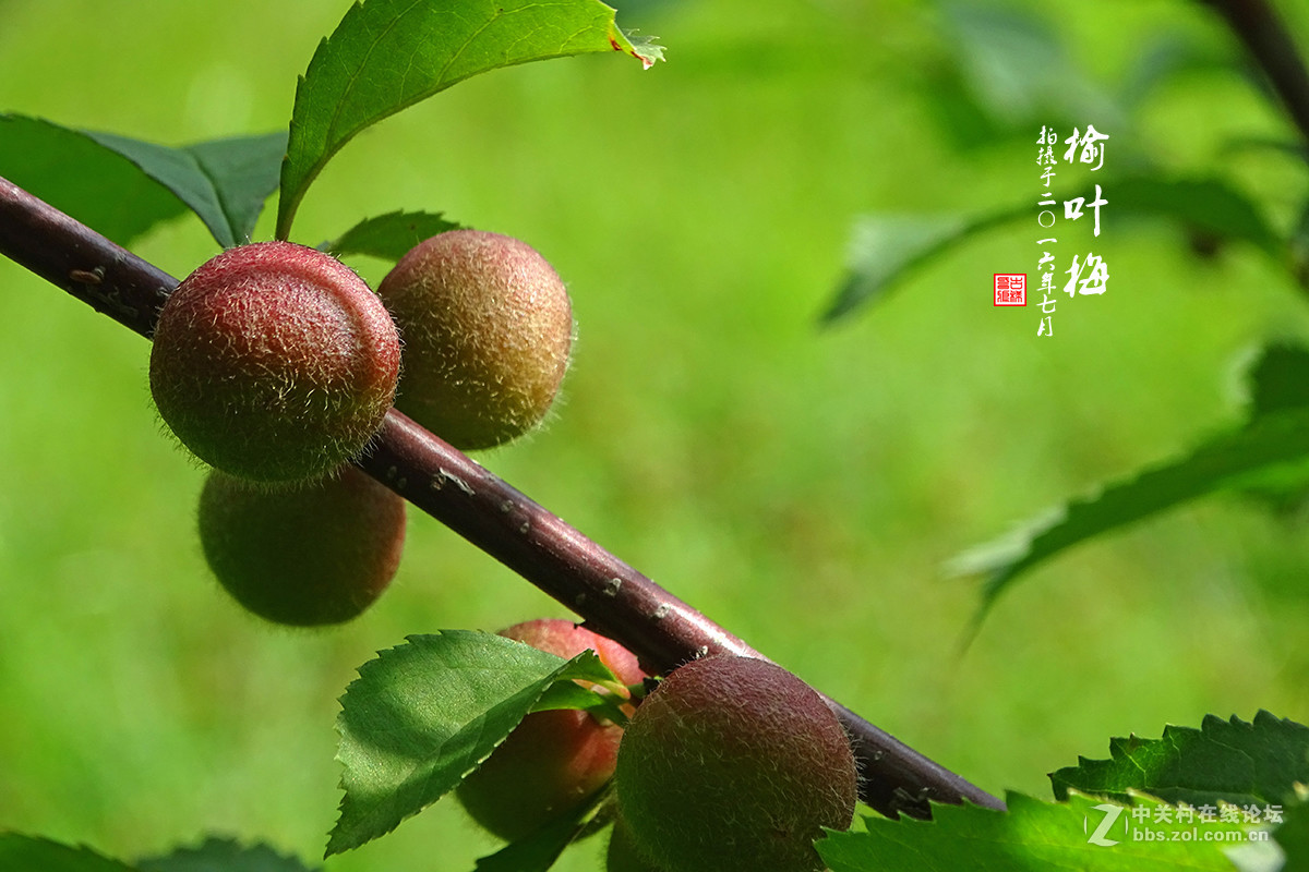 【  七月的 “榆叶梅” 】