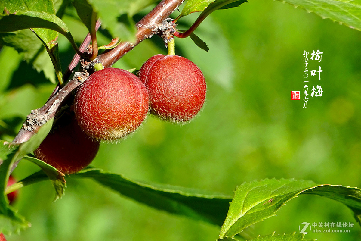 【  七月的 “榆叶梅” 】