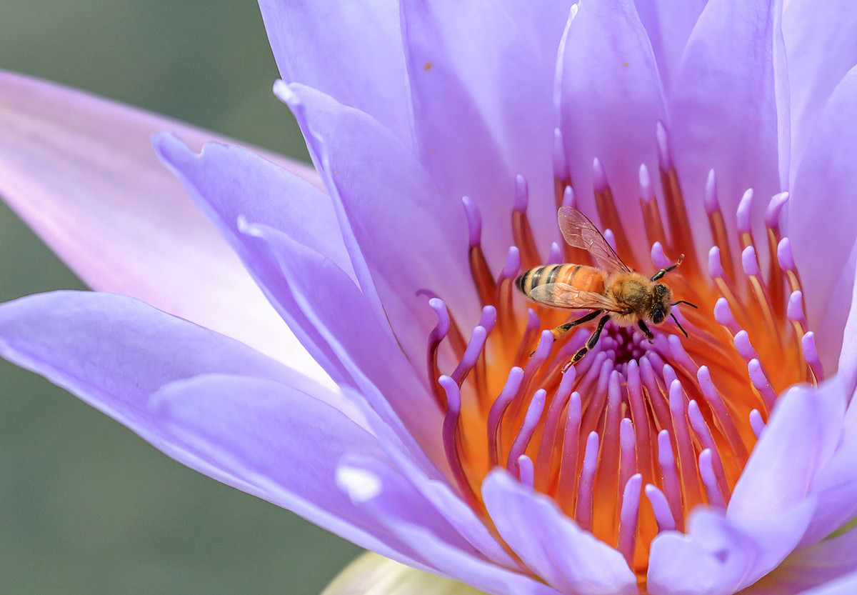 2016荷塘三韵（虫鸟篇）