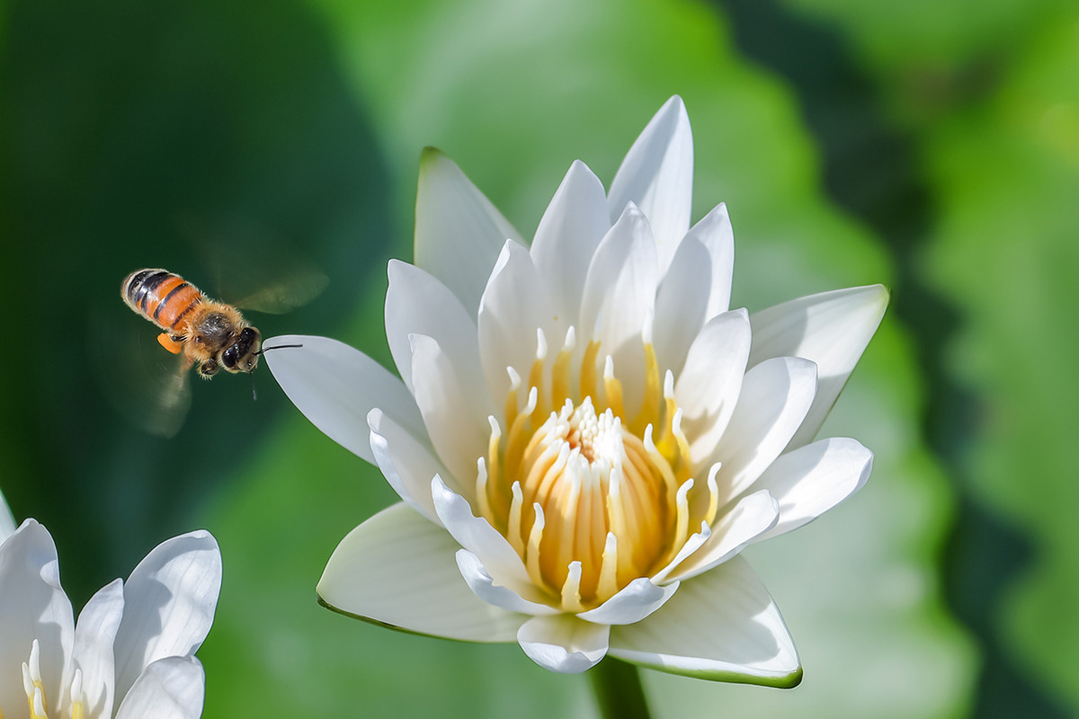 2016荷塘三韵（虫鸟篇）