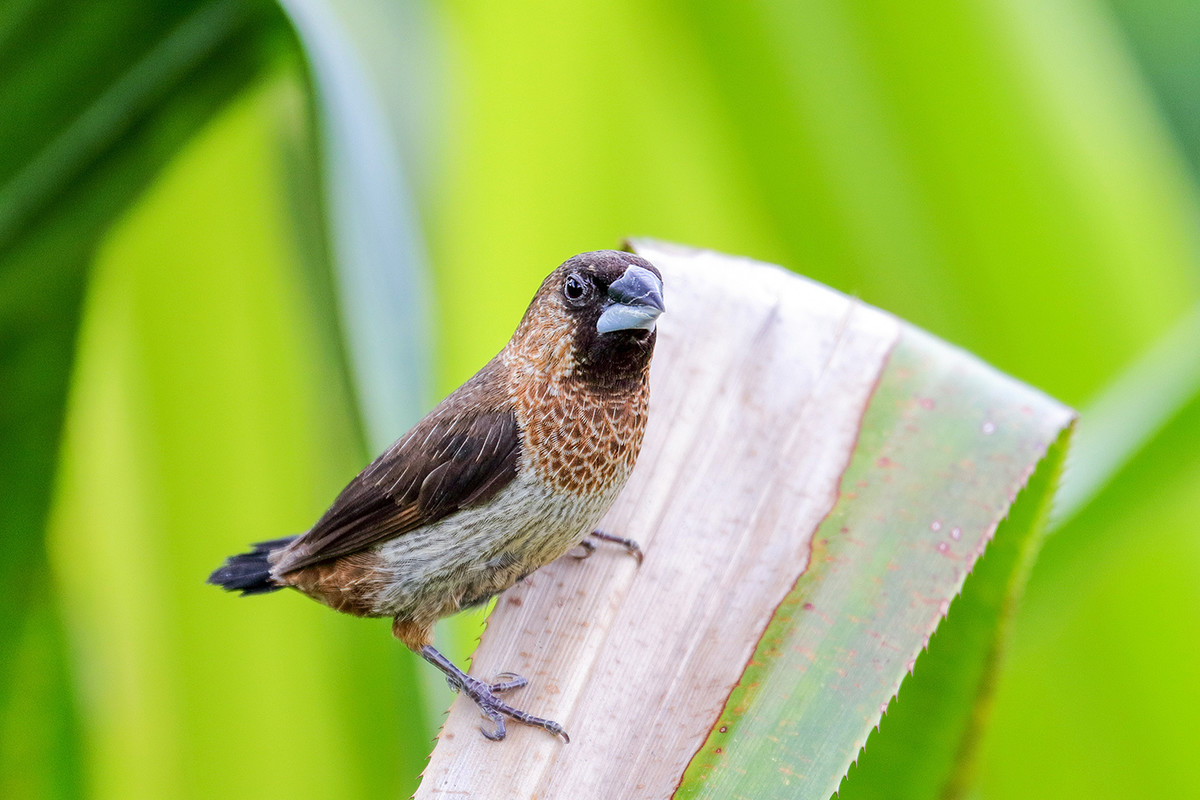 2016荷塘三韵（虫鸟篇）