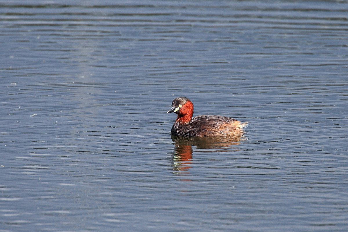 2016荷塘三韵（虫鸟篇）