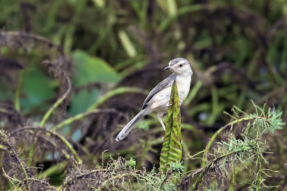 2016荷塘三韵（虫鸟篇）