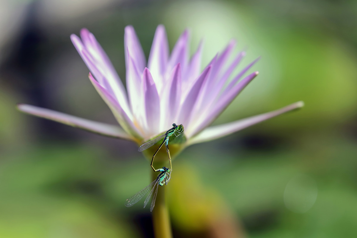 2016荷塘三韵（虫鸟篇）