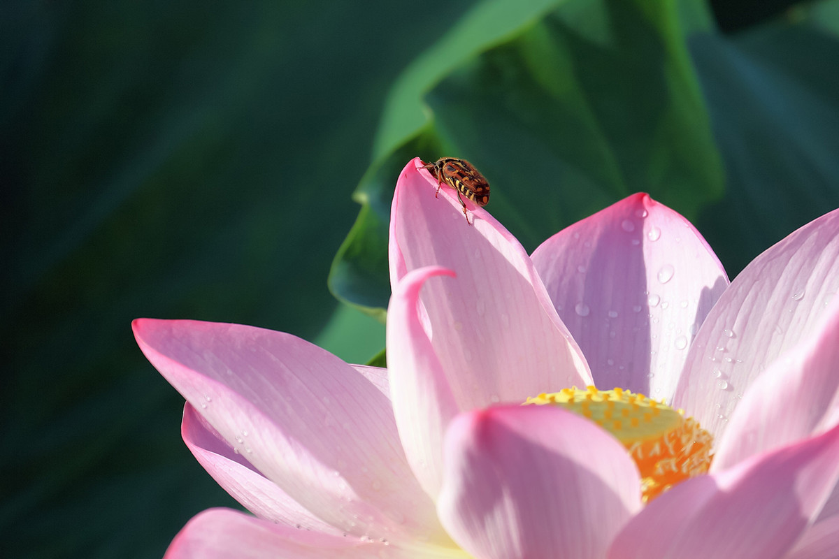 2016荷塘三韵（虫鸟篇）